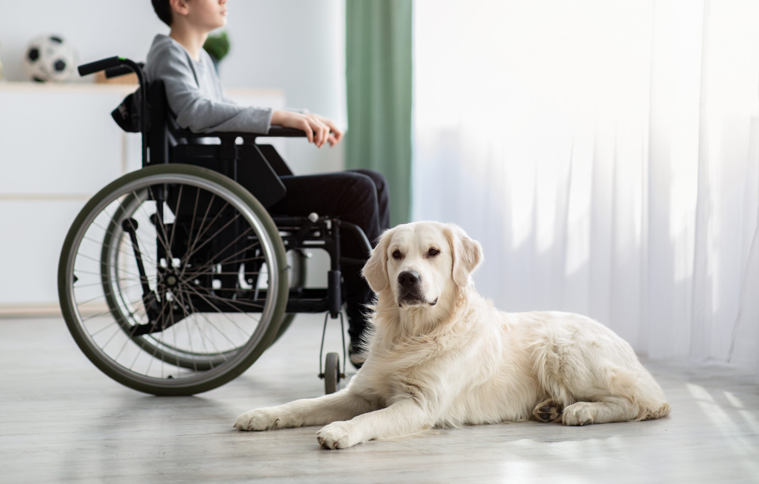 Domestic,Animal,And,Human,Friendship,Concept.,Disabled,Teen,Boy,With Domestic,Animal,And,Human,Friendship,Concept.,Disabled,Teen,Boy,With